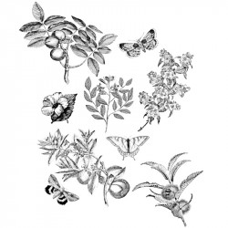 Papier Peint Lithographie Papilionem